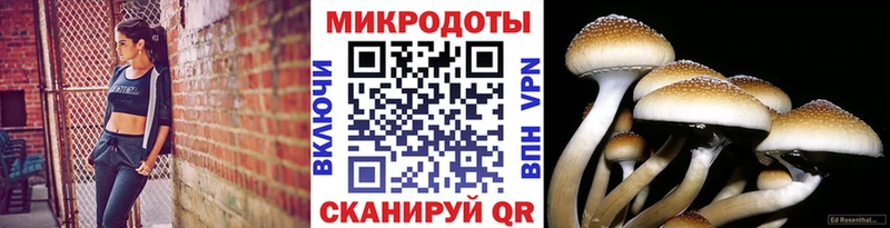 как найти   Сосновка  Псилоцибиновые грибы GOLDEN TEACHER 